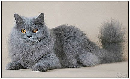 blh kitten|British Longhair Cat Breed Information & Characteristics .